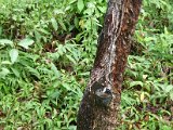 Cauciù - 1.JPG